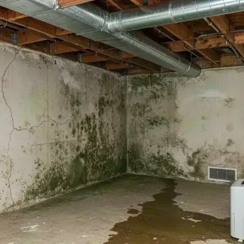 Professional Mold Removal in Campbell, MO